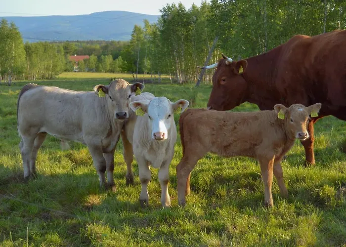 Brzozami Malowane Giebultow (Lwowek Slaski)